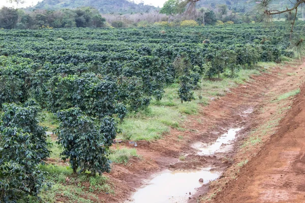 Plantações de café em uma linha — Fotografia de Stock