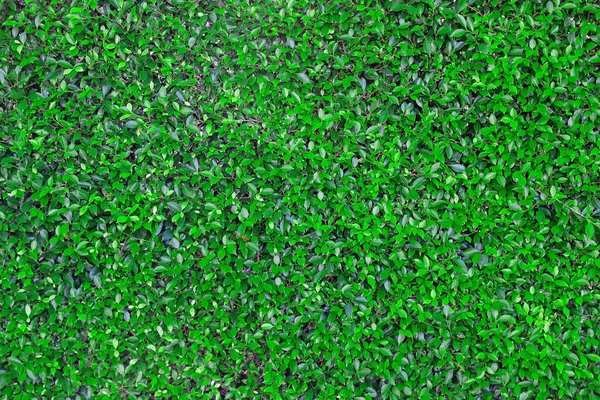 Dunkelfrisches Grün Hinterlässt Wandhintergrund Oder Hintergrund Die Textur Des Dekorationsgartenwachstums — Stockfoto