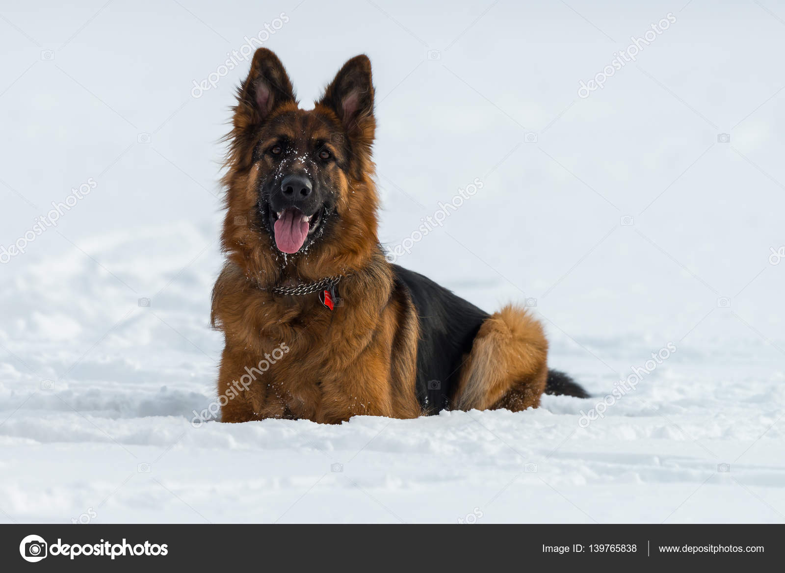 German shepherd dog sitting on snow in winter day — Stock Photo