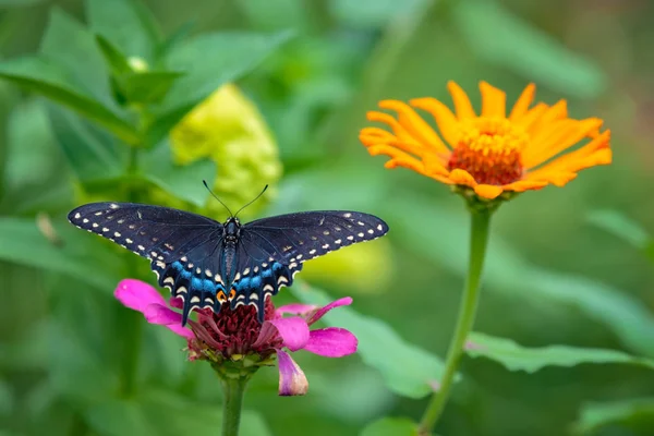 Papillon coloré reposant sur une fleur . — Photo