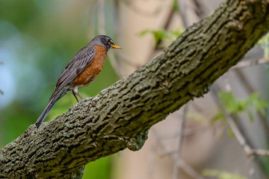 bir ağaca tünemiş bir Amerikan robin (turdus migratorius).