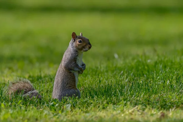 Ein graues Eichhörnchen steht auf einer Rasenfläche und achtet auf seine Umgebung. — Stockfoto