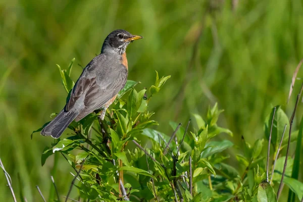 American Robin empoleirado em um ramo — Fotografia de Stock