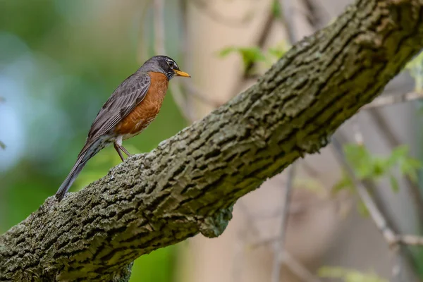 Um Robin americano (Turdus migratorius) empoleirado em uma árvore . — Fotografia de Stock