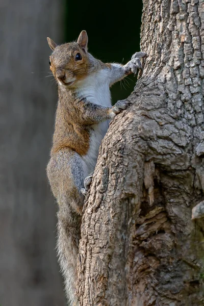 Ein östliches Grauhörnchen ruht auf einem Ast — Stockfoto