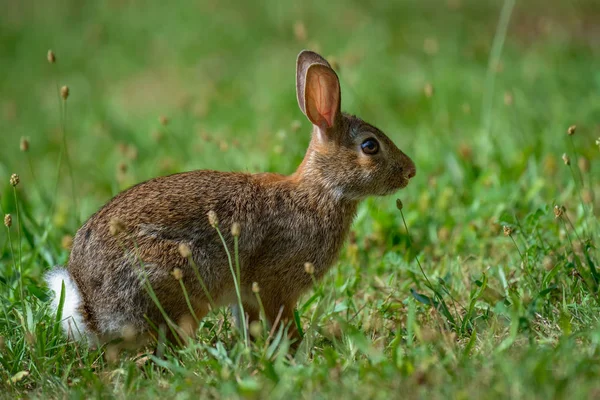 Bomullskanin kanin äter gräs i trädgården — Stockfoto