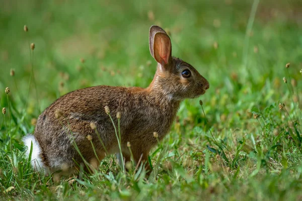 Cottontail konijn eet gras in de tuin — Stockfoto