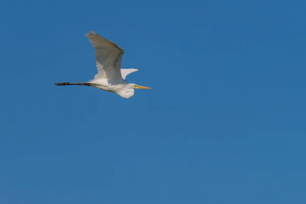 Grande Egret branco oriental em voo — Fotografia de Stock