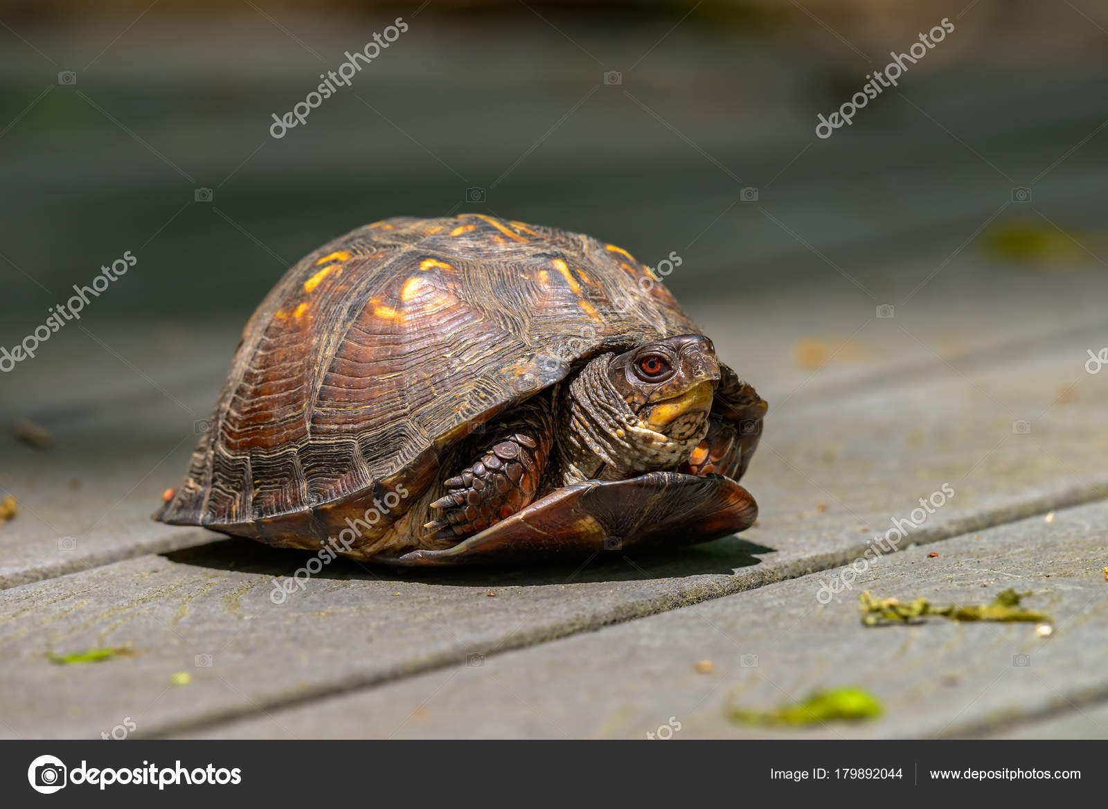 Box Turtle Identification Chart