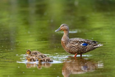 Çift yeşilbaş ördekler (Anas platyrhynchos)