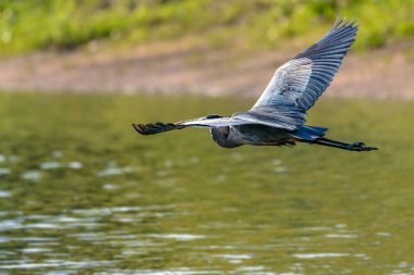 Büyük mavi balıkçıl (Ardea cinerea) Nehri üzerinde uçan