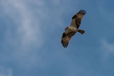 Kırmızı - kuyruklu şahin uçuş bir mavi gökyüzü arka plan.