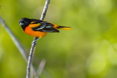 Erkek Baltimore bir dal üzerinde tünemiş sarıasma.