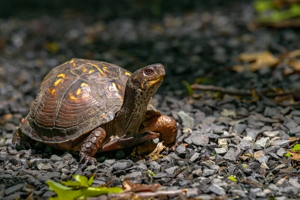 Tortuga caja (Terrapene carolina) en los bosques del norte de jer —  Fotos de Stock