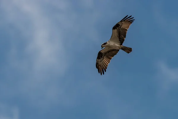Halcón de cola roja en vuelo contra un fondo azul del cielo . — Foto de Stock