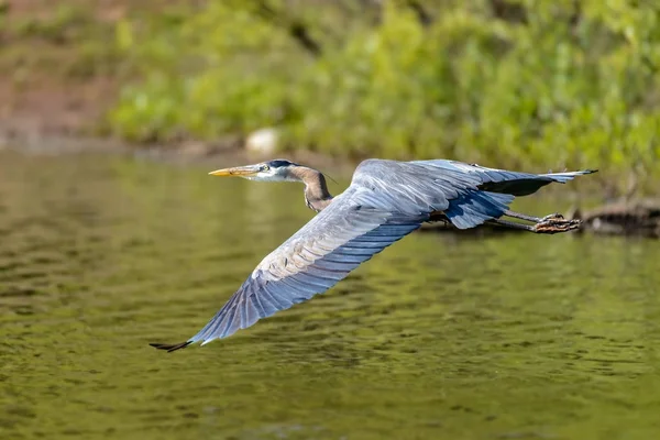 Blaureiher (ardea cinerea) fliegt über den Fluss — Stockfoto