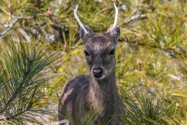 A Whitetail Deer stands tall in the forest