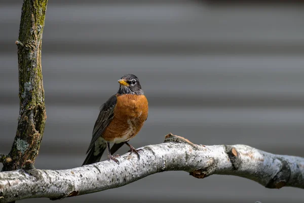 Drozd (turdus migratorius – chomik) wznosi się w drzewo. — Zdjęcie stockowe