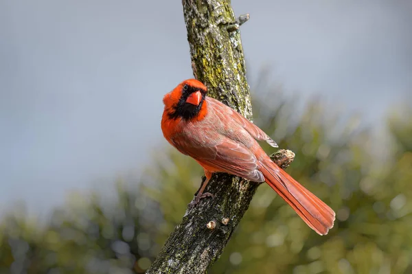 Jasny czerwony Cardinalis cardinalis, Northern Cardinal mężczyzna siedzi — Zdjęcie stockowe