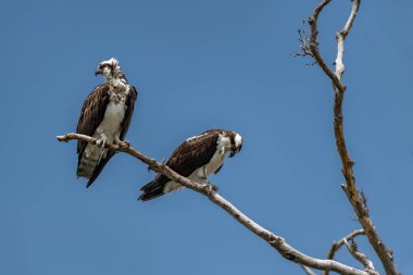 Mavi gökyüzüne karşı Ağaca tünemiş iki Osprey