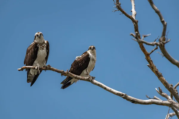 Dois Osprey empoleirados na árvore contra o céu azul — Fotografia de Stock