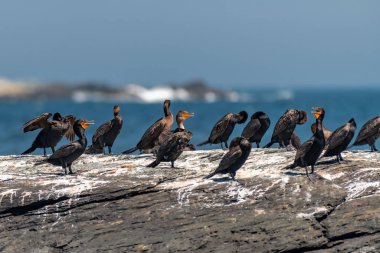 Bir grup karabatak kayanın üzerinde dinleniyor.