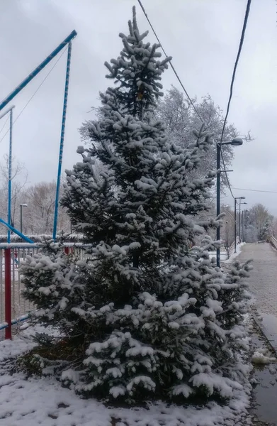 Соснові дерева в зимовому парку . — стокове фото