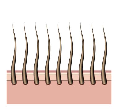 İnsan derisinin bir kesitinin mikroskobik bir görüntüsünün vektör çizimi kökleri kökten dokulu saç tellerini gösteriyor.