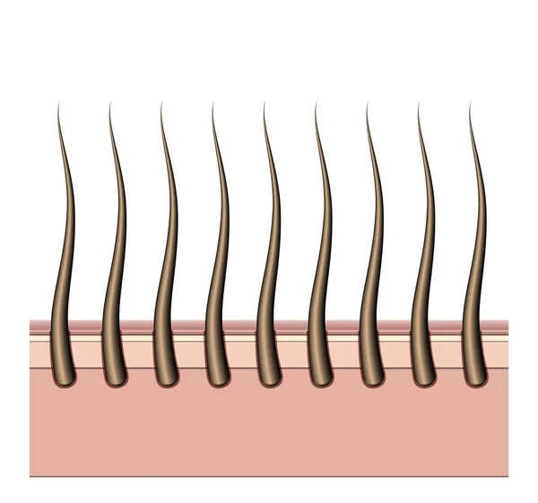 Een Vector Illustratie Van Een Microscopisch Beeld Van Een Doorsnede — Stockvector