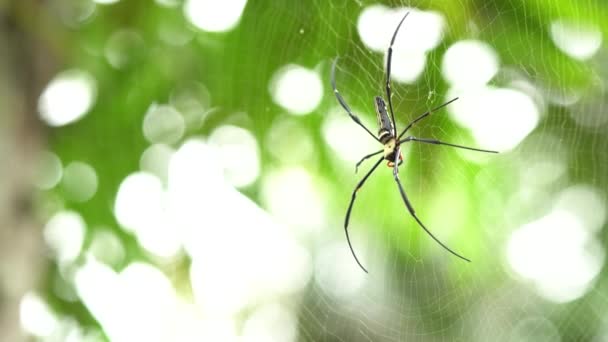 Örümcek örümcek ağları kullanarak hamuru tuzaklanıyor. Küçük böcekler yiyecek bulmak için örümcek ağı sinek. — Stok video