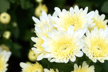Kasımpatı (Anthemideae) beyaz Bahçe makro fotoğrafçılıkta çiçeklenme.