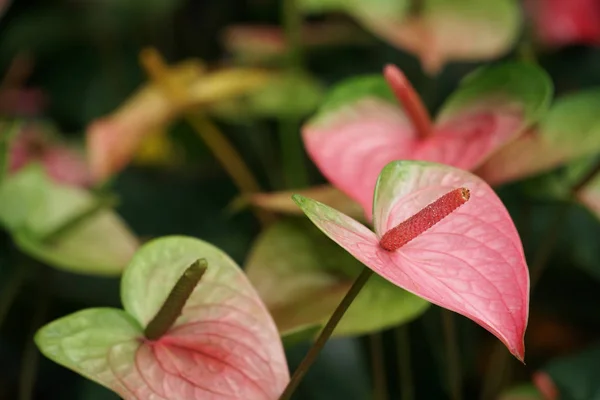 Flamingo Flower or Boy Flower (Anthurium) is a flowering plant that can grow in low light. Popular to decorate the house or bring to the flower basket to give special words in the festival. — Stock Photo, Image