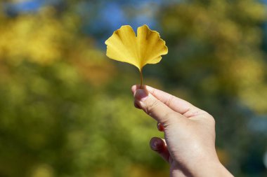 An Asian woman holding a ginkgo leaf in the air. In Japan Cool weather is the season to change the color of leaves. clipart