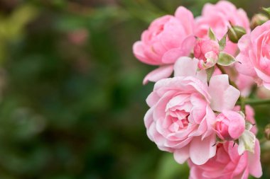 Bir tropik bahçe ile arka plan bulanıklık doğal yeşil pembe Gül çiçek. Romantik sevmek gül temsil eder. arka plan Sevgililer konseptiyle kopya alanı.