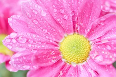 Bahçe makro fotoğrafçılıkta çiçeklenme Kasımpatı (Anthemideae) pembe.