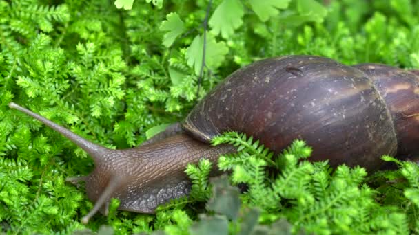 Dev salyangoz tropikal Asya'da bunu buldum (Afrika dev salyangoz), Achatina fulica (Bowdich) salyangoz Hindistan'a özgü ve bitkileri zarar yayılır salyangoz Güney Thailand.this türlerin yayıldı. — Stok video