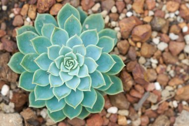 Kaktüs ve sulu Echeveria (Crassulaceae Echeveria sp.). Bir gül gibi şeklinde bir etli çiçek. Yaprakları katmanları sıkıştırılmış, yüzeysel bir gül gibi görünüyorsun. Ama dokununca.