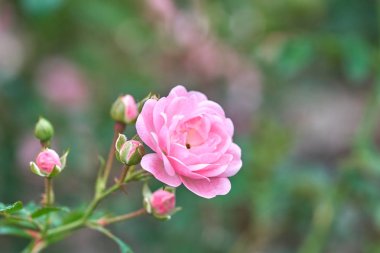 Bir tropik bahçe ile arka plan bulanıklık doğal yeşil pembe Gül çiçek. Romantik sevmek gül temsil eder. arka plan Sevgililer konseptiyle kopya alanı.