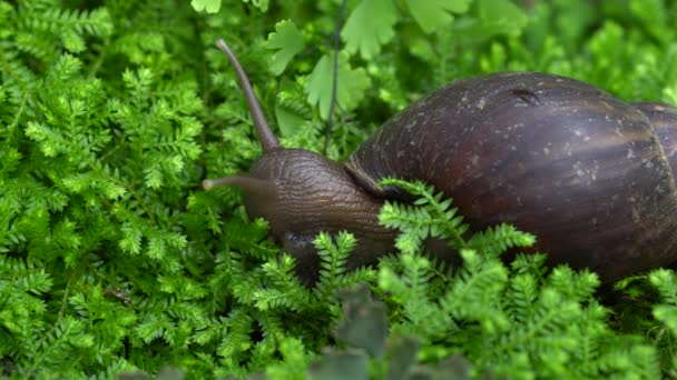 Dev salyangoz tropikal Asya'da bunu buldum (Afrika dev salyangoz), Achatina fulica (Bowdich) salyangoz Hindistan'a özgü ve bitkileri zarar yayılır salyangoz Güney Thailand.this türlerin yayıldı. — Stok video