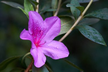Açelya çiçek (Rhododendron indicum) çiçek çiçek Bahçe-ebilmek var olmak kullanılmış-bilimsel olarak derleme için. Bitkiler ve çiçekler. Ya da güzel bir tebrik kartı.