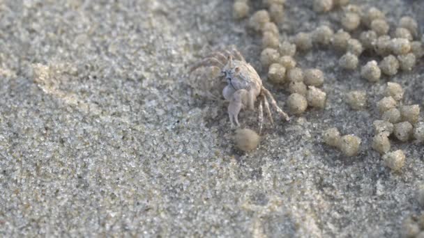 兵士のカニやミナミコメツキガニ Dotilla Wichmani 小さなカニは 腐植や食品としてビーチで見つけた小動物を食べる 穴をそう遠くないです 邪魔なら 逃げます ビーチ沿いで見一般的 — ストック動画