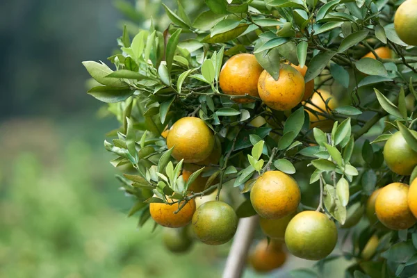 Oranges with orange fruit are planted in the midst of the orange groves located in high altitude conditions that are cold, suitable for growth and yield.
