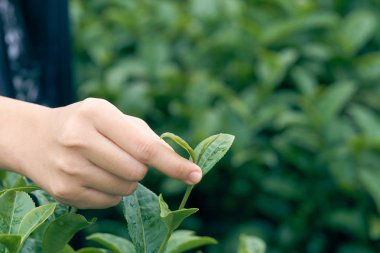 Asyalı kadın el kadar çay toplama çay plantasyondan bırakır, yeni sürgünler yumuşak sürgünler. Sağlıklı yiyecek ve içecek sudur. arka plan ile kopya alanı sağlık kavramı.