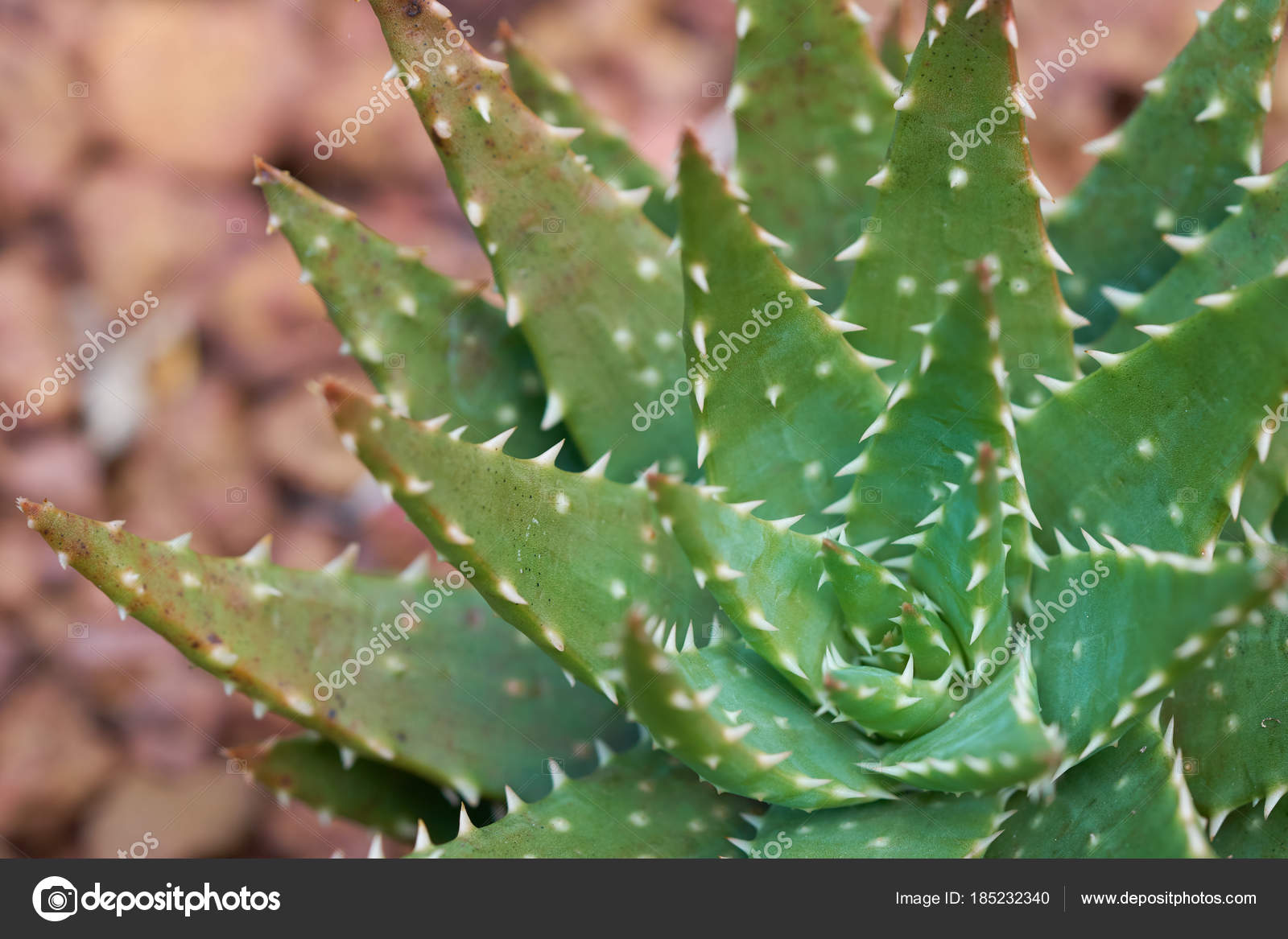 Umeki voorraad zelfmoord Aloe Vera Star Cactus Aloe Barbadensis Mill Jelly Aloe Vera Stock Photo by  ©zasabe 185232340