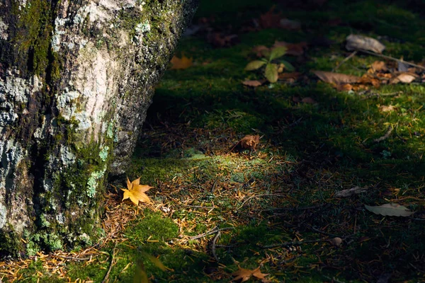 Trockene Ahornblätter Fallen Boden Das Moos Ist Durchgehend Dicht Bewachsen — Stockfoto