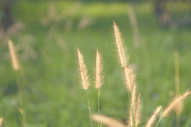 Çiçekler sabahları, rüzgarda hareket ediyor. Altın güneş otu otu. Sıcak ve parlak hissedin. Yeni sabaha uyanın.