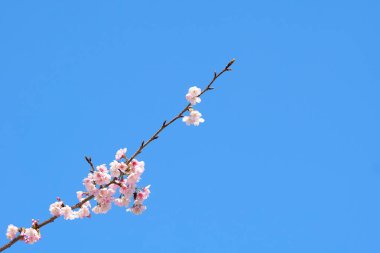 Pembe kiraz çiçeği (kiraz çiçeği, Japon çiçekli kiraz) Sakura ağacı üzerinde. Sakura çiçek temsilcisi Japon çiçek olur. Kış geçiş ana parçası. Herkes love.