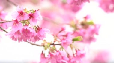 Pembe kiraz çiçeği (kiraz çiçeği, Japon çiçekli kiraz) Sakura ağacı üzerinde. Sakura çiçek temsilcisi Japon çiçek olur. Kış geçiş ana parçası. Herkes love.
