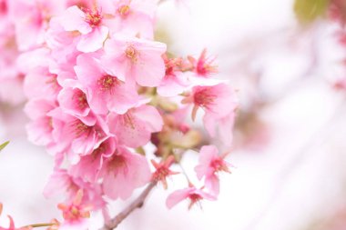 Pembe kiraz çiçeği (kiraz çiçeği, Japon çiçekli kiraz) Sakura ağacı üzerinde. Sakura çiçek temsilcisi Japon çiçek olur. Kış geçiş ana parçası. Herkes love.