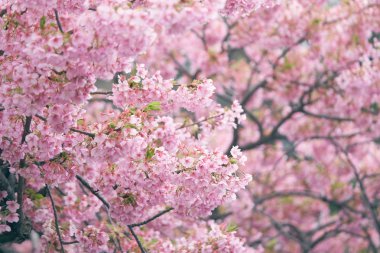 Pembe kiraz çiçeği (kiraz çiçeği, Japon çiçekli kiraz) Sakura ağacı üzerinde. Sakura çiçek temsilcisi Japon çiçek olur. Kış geçiş ana parçası. Herkes love.
